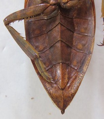 Lethocerus collosicus
