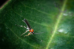 Ichneumonoidea
