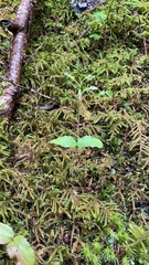 Neottia banksiana