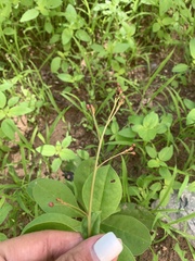 Talinum paniculatum