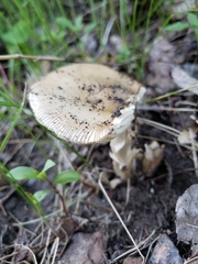 Amanita populiphila