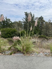 Cortaderia jubata