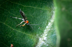 Ichneumonoidea