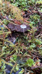 Mycena amicta