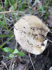 Amanita populiphila