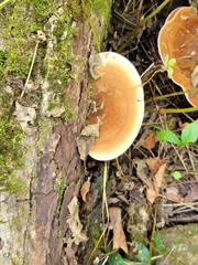 Ischnoderma resinosum