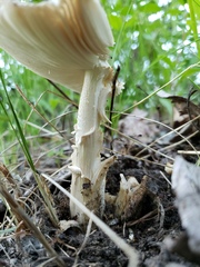 Amanita populiphila