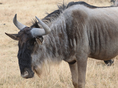 Connochaetes taurinus mearnsi