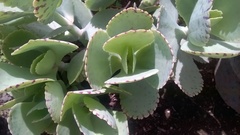 Kalanchoe marmorata