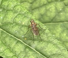 Dolichopus
