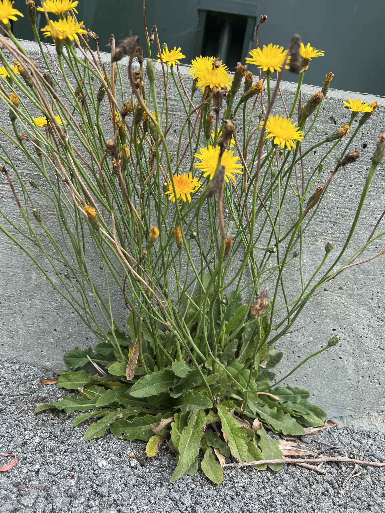 Hypochaeris radicata