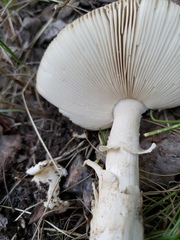 Amanita populiphila