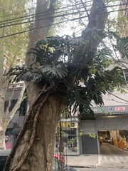 Monstera deliciosa