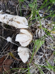 Amanita populiphila
