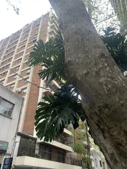 Monstera deliciosa