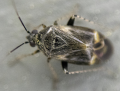 Plagiognathus obscurus