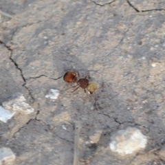 Pseudomethoca contumax