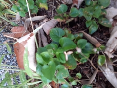 Viola reichenbachiana