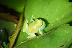 Sphaenorhynchus lacteus