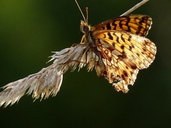 Boloria dia