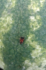 Horvathiolus superbus