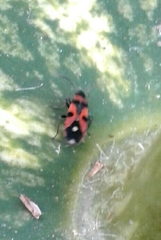 Horvathiolus superbus