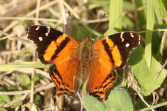 Hypanartia bella