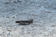 Arphia pseudonietana