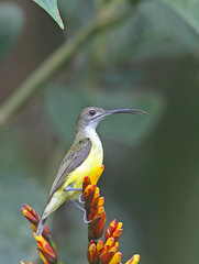 Arachnothera longirostra