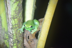 Sphaenorhynchus lacteus