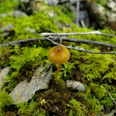 Gliophorus psittacinus