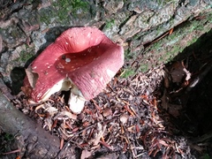 Russula paludosa