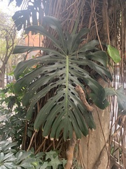 Monstera deliciosa