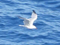 Ichthyaetus audouinii