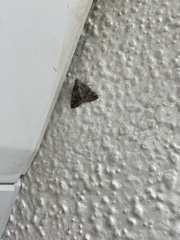 Eubolina impartialis