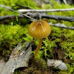 Gliophorus psittacinus