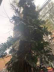Monstera deliciosa