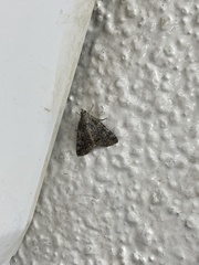 Eubolina impartialis