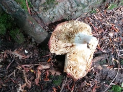Russula paludosa