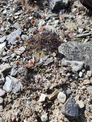 Potentilla nivea