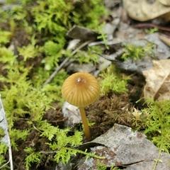 Gliophorus psittacinus