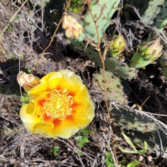 Opuntia cespitosa
