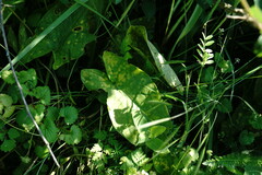 Arum elongatum