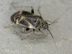 Plagiognathus obscurus