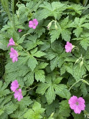 Geranium palustre