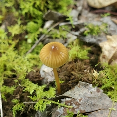 Gliophorus psittacinus