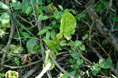 Arum elongatum