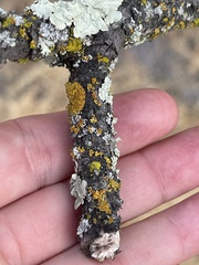 Xanthoria