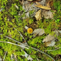 Gliophorus psittacinus