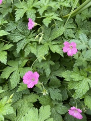 Geranium palustre